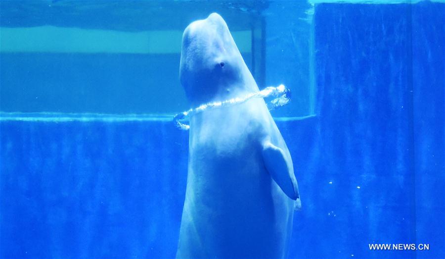 Baleias belugas fazem apresenta??o de dan?a no Harbin Polarland