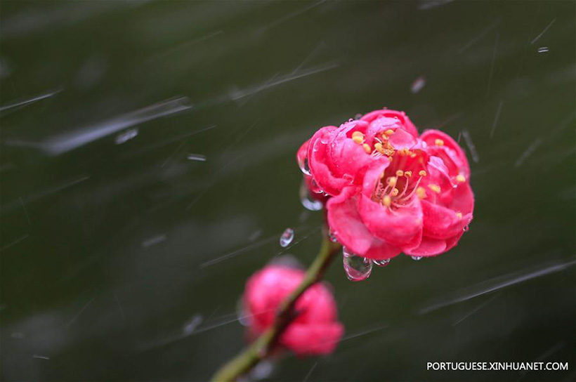Flores de ameixeira florescem em Jiangsu, no leste da China