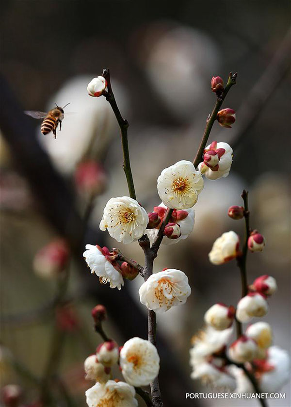 Flores de ameixeira florescem em Jiangsu, no leste da China