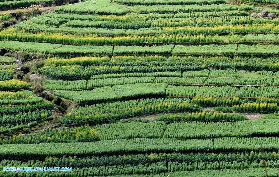 Imagens da Vila de Cuihua em Yunnan