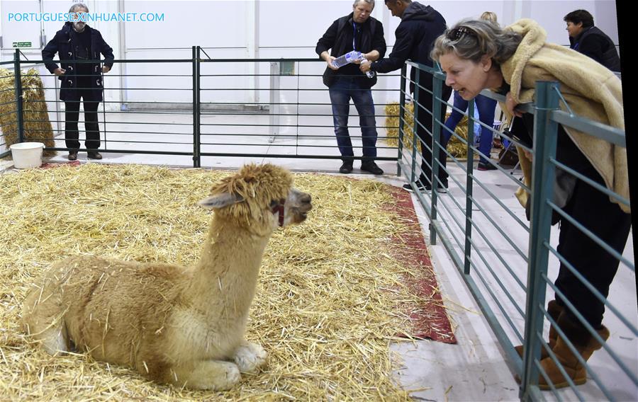 Sal?o de Animais de Estima??o 2017 é realizado em Lisboa
