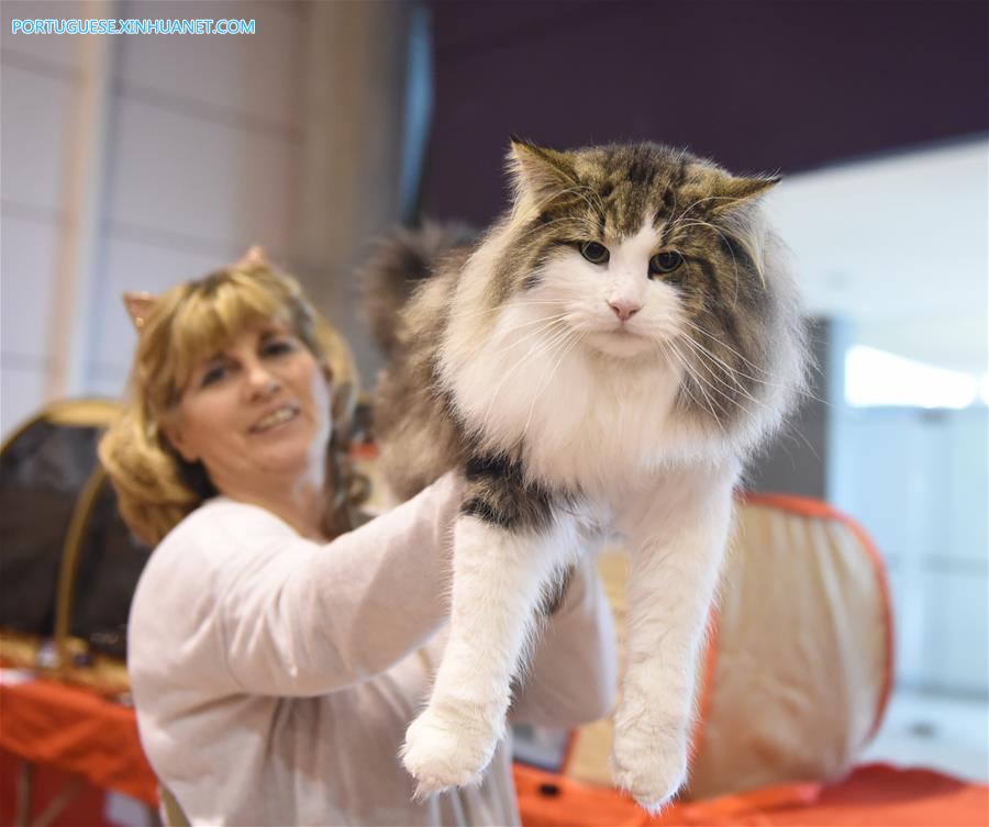 Sal?o de Animais de Estima??o 2017 é realizado em Lisboa