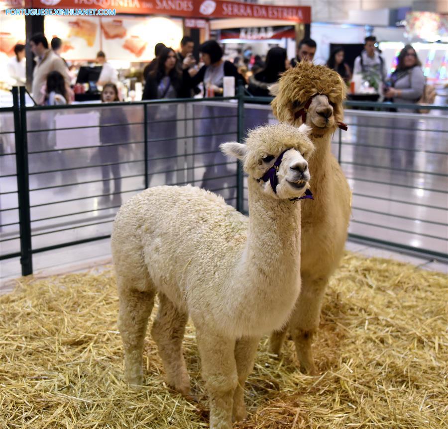 Sal?o de Animais de Estima??o 2017 é realizado em Lisboa