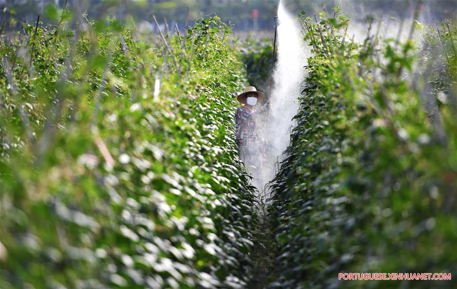 Agricultores de Hainan aram campos durante temporada de aragem da primavera