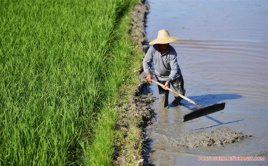 Agricultores de Hainan aram campos durante temporada de aragem da primavera