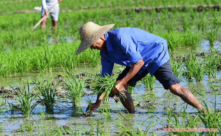 Agricultores de Hainan aram campos durante temporada de aragem da primavera