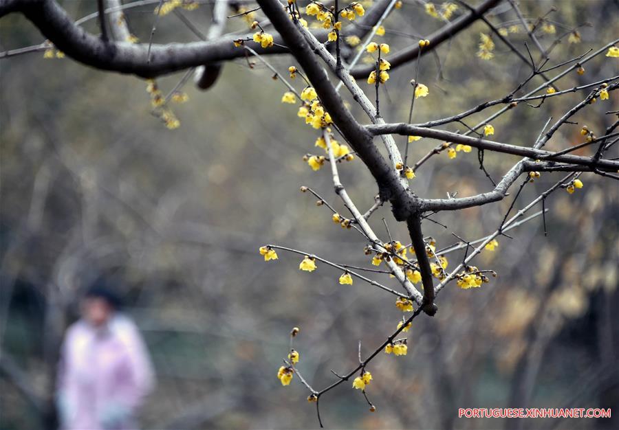 Flores de ameixa florescem no parque Quancheng em Jinan