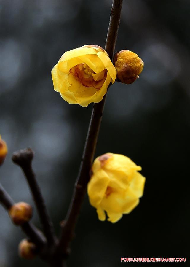 Flores de ameixa florescem no parque Quancheng em Jinan
