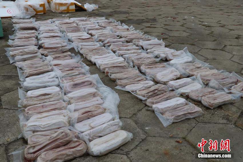 Polícia marítima de Guangxi apreende 1.609 exemplares de pele de crocodilo