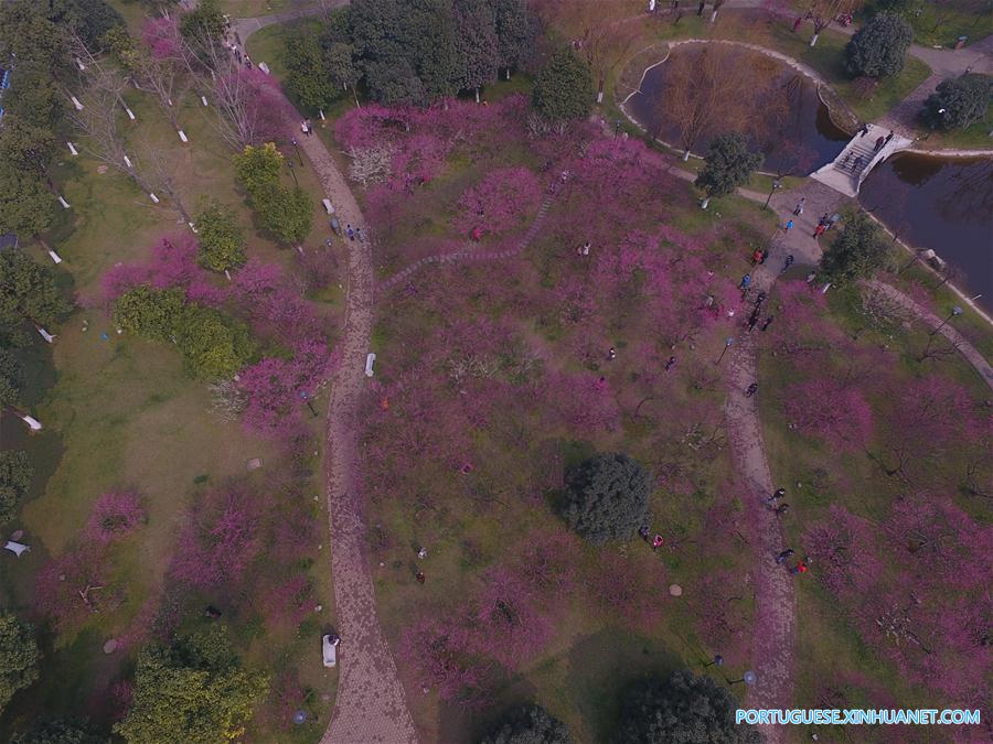 Visitantes apreciam a beleza das flores de ameixa em Changsha no centro da China