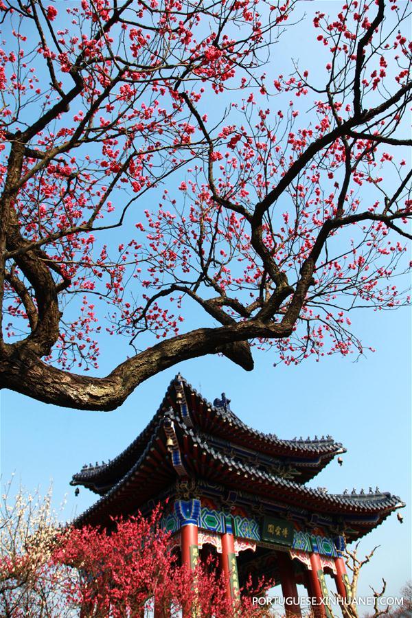 Florescimento das flores de ameixa anuncia a chegada da primavera
