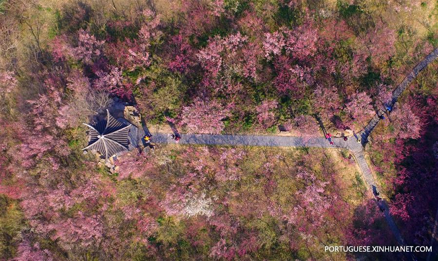 Florescimento das flores de ameixa anuncia a chegada da primavera