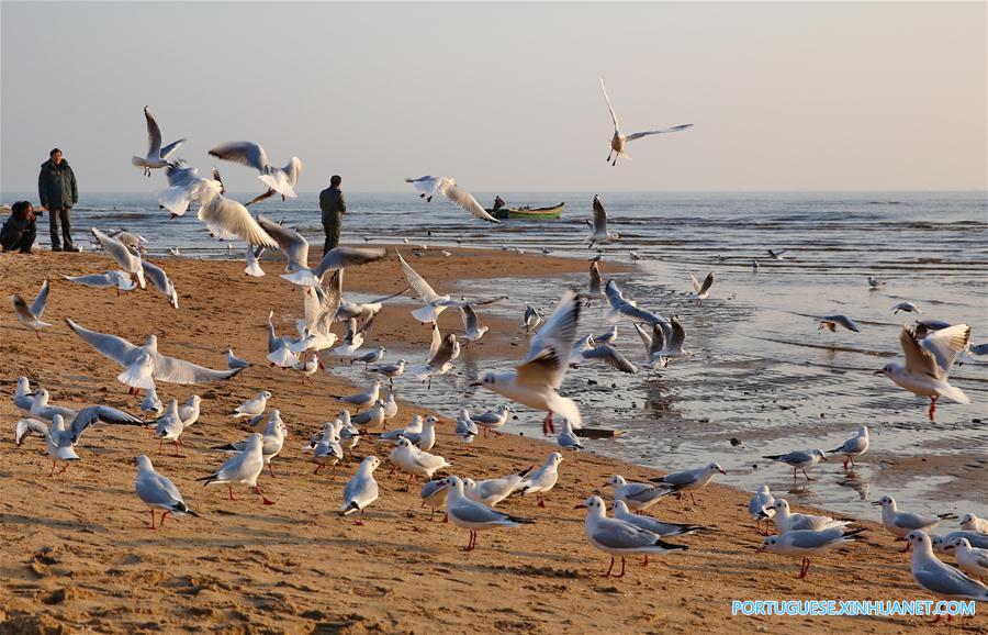 Gaivotas encantam turistas na zona costeira de Qinhuangdao no norte da China