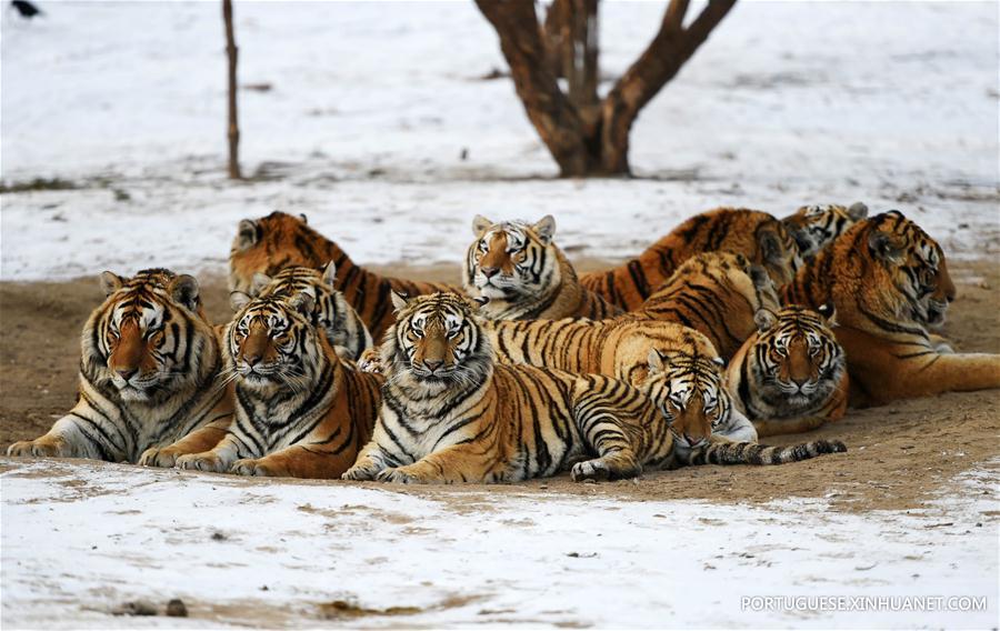Tigres siberianos de Harbin enfrentam sobrepeso