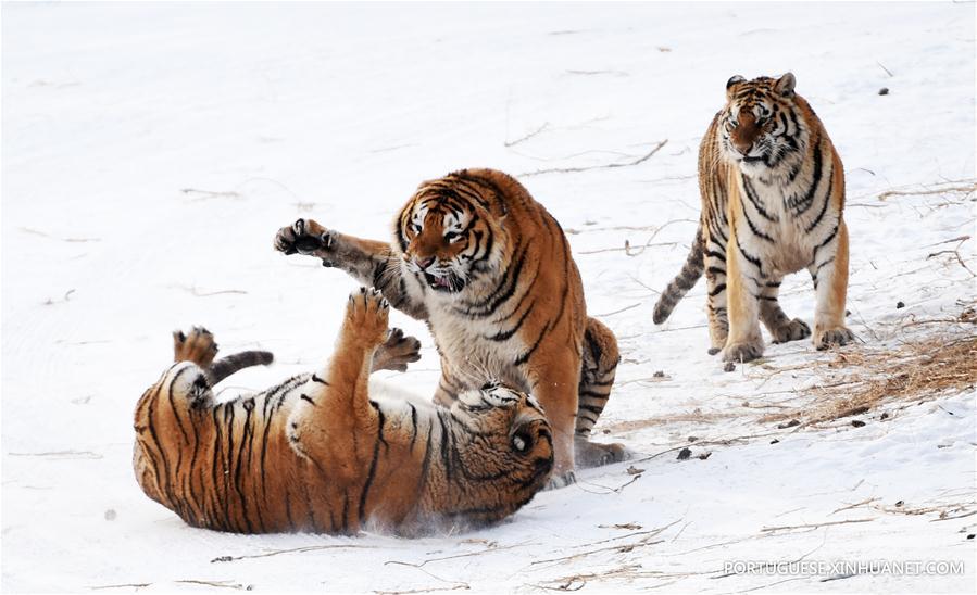 Tigres siberianos de Harbin enfrentam sobrepeso