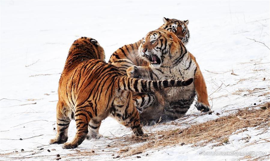 Tigres siberianos de Harbin enfrentam sobrepeso