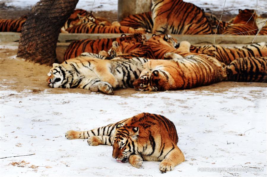 Tigres siberianos de Harbin enfrentam sobrepeso