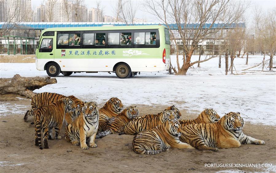 Tigres siberianos de Harbin enfrentam sobrepeso