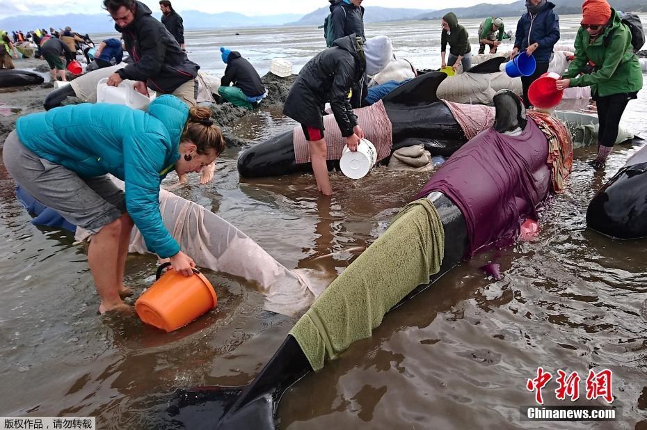 Centenas de baleias mortas colocam em risco a seguran?a de uma praia na Nova Zelandia