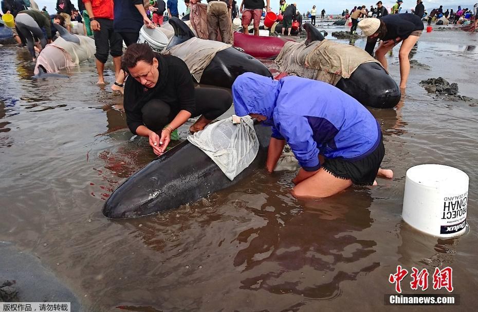 Centenas de baleias mortas colocam em risco a seguran?a de uma praia na Nova Zelandia