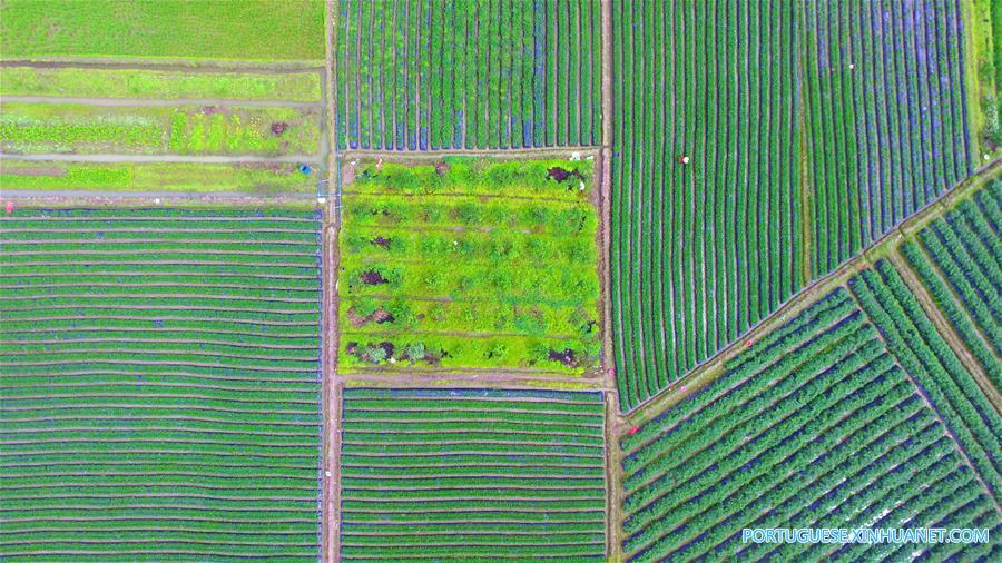 Agricultores trabalham nos campos em Hainan