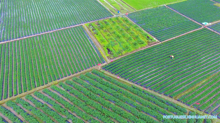Agricultores trabalham nos campos em Hainan