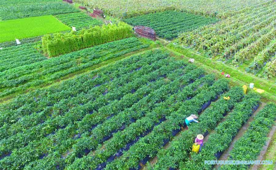 Agricultores trabalham nos campos em Hainan