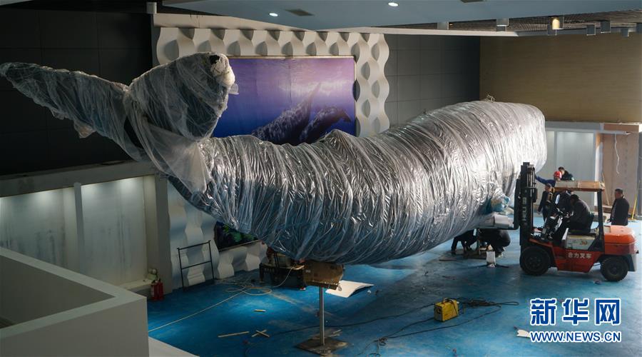 Cachalote embalsamado em exposi??o na praia de Sanmin, província de Jiangsu