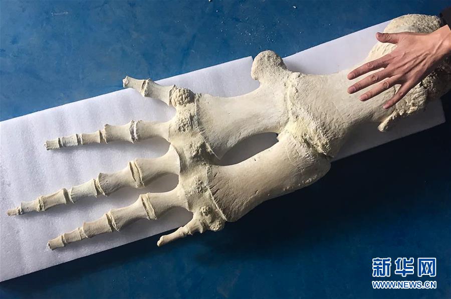 Cachalote embalsamado em exposi??o na praia de Sanmin, província de Jiangsu