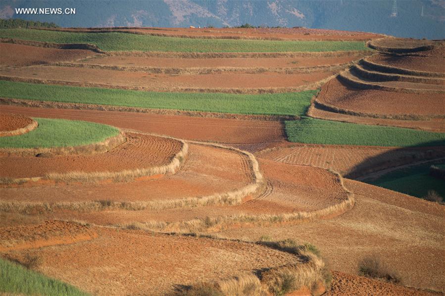 Panorama dos terra?os de solo vermelho no sudoeste da China