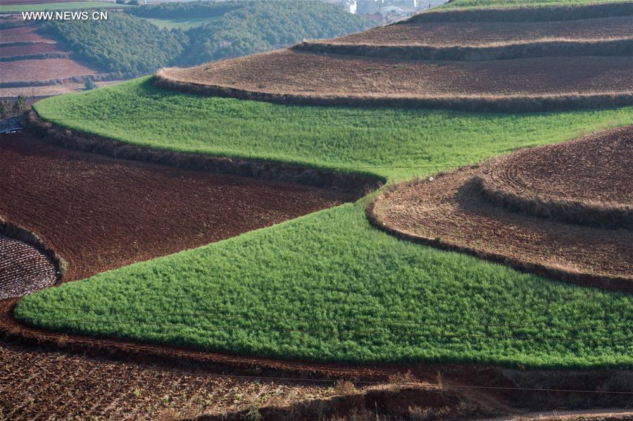Panorama dos terra?os de solo vermelho no sudoeste da China