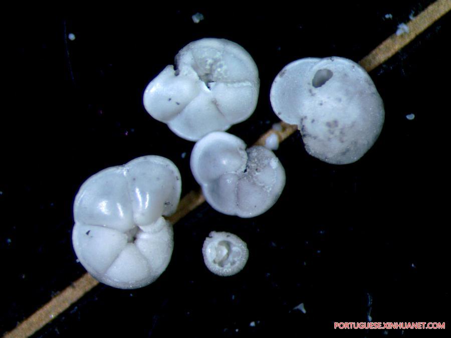Expedi??o ao Mar do Sul da China extrai amostras de protozoários foraminíferos