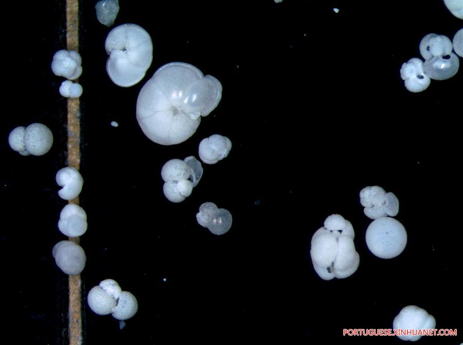 Expedi??o ao Mar do Sul da China extrai amostras de protozoários foraminíferos