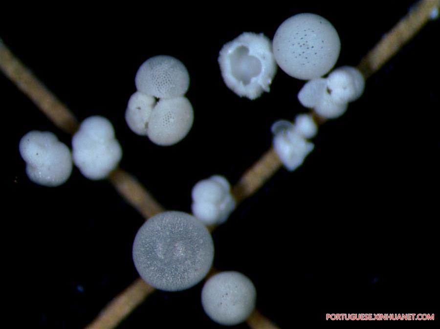 Expedi??o ao Mar do Sul da China extrai amostras de protozoários foraminíferos