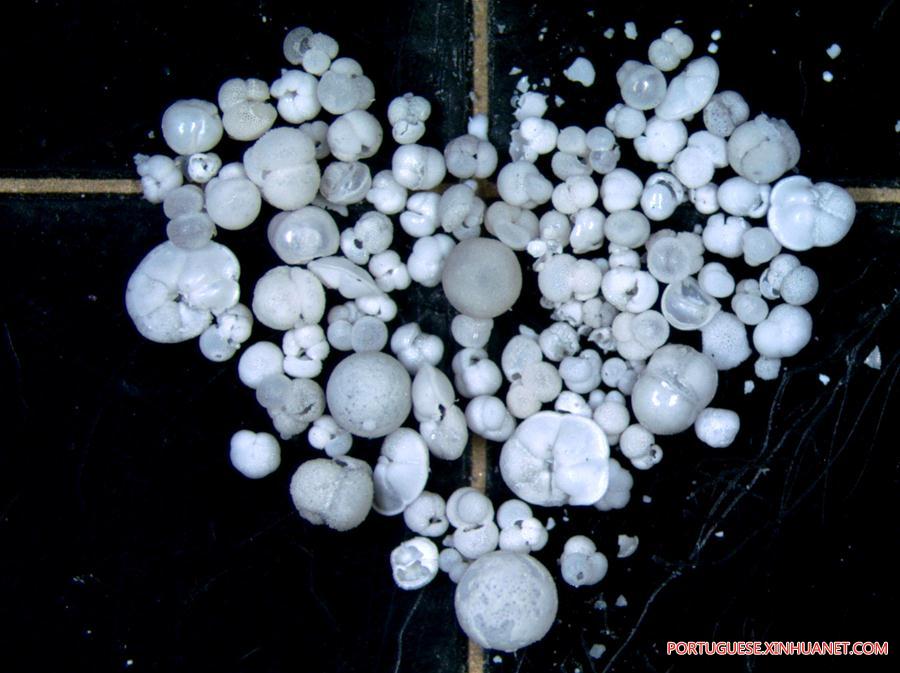Expedi??o ao Mar do Sul da China extrai amostras de protozoários foraminíferos