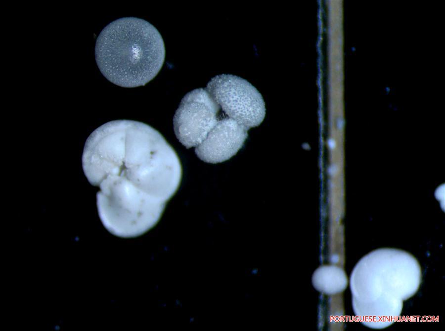 Expedi??o ao Mar do Sul da China extrai amostras de protozoários foraminíferos