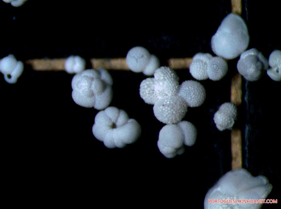 Expedi??o ao Mar do Sul da China extrai amostras de protozoários foraminíferos