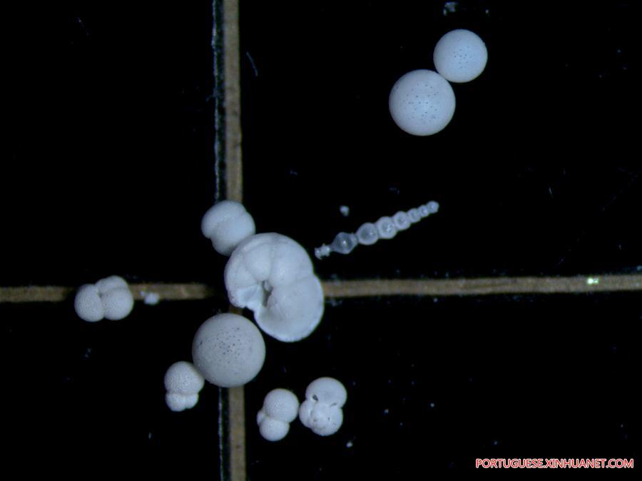 Expedi??o ao Mar do Sul da China extrai amostras de protozoários foraminíferos