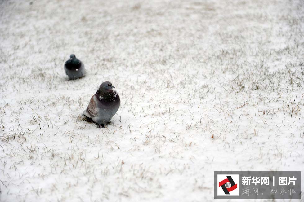 Beijing pintada de branco na primeira queda de neve da primavera