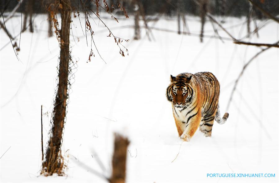 Em imagens: tigres siberianos no nordeste da China