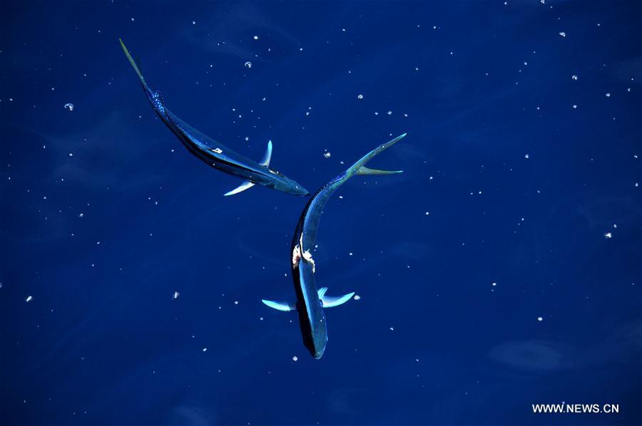 Dalfinhos“Mahi-mahi” fotografados durante expedi??o no Mar do Sul da China