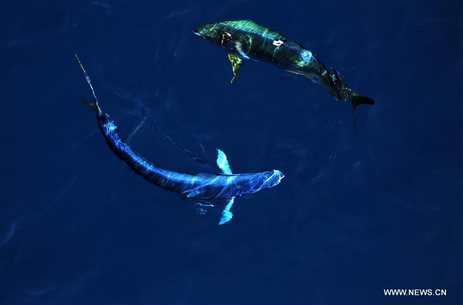Dalfinhos“Mahi-mahi” fotografados durante expedi??o no Mar do Sul da China