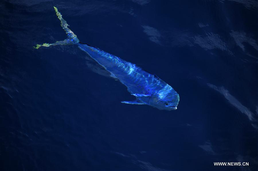 Dalfinhos“Mahi-mahi” fotografados durante expedi??o no Mar do Sul da China