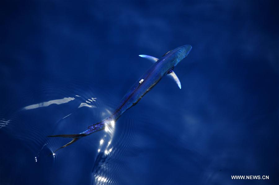 Dalfinhos“Mahi-mahi” fotografados durante expedi??o no Mar do Sul da China