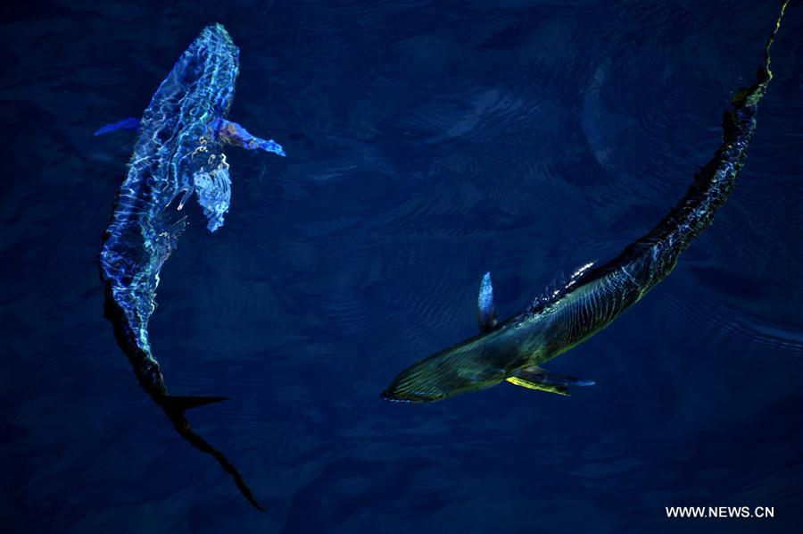 Dalfinhos“Mahi-mahi” fotografados durante expedi??o no Mar do Sul da China