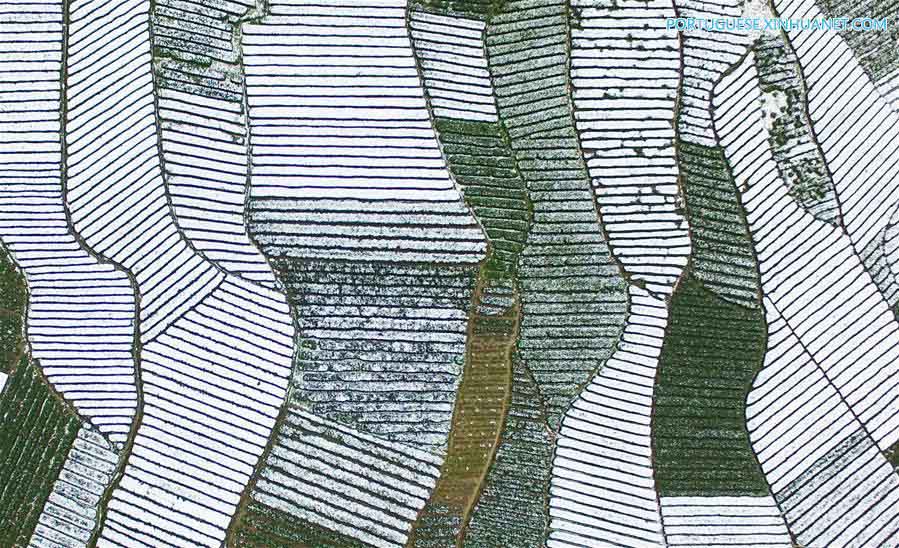 Em imagens: jardim de chá em Hubei coberto pela neve