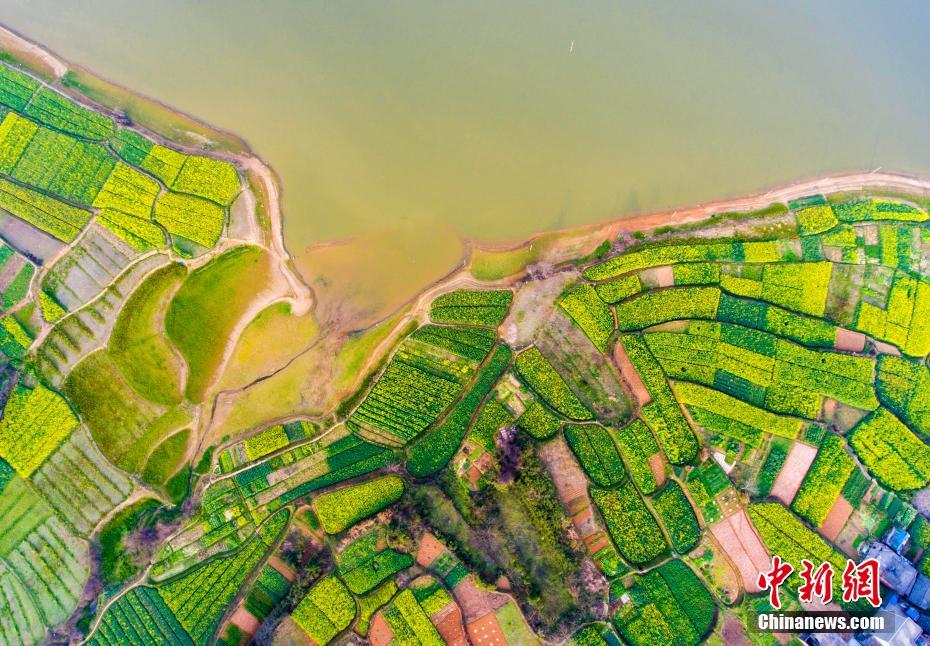 Paisagem dos campos floridos em Jiangxi