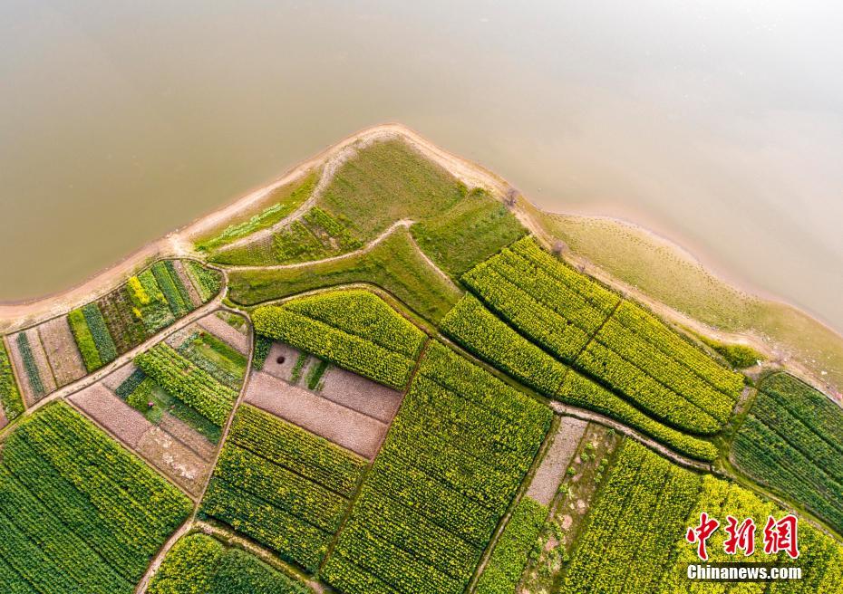 Paisagem dos campos floridos em Jiangxi