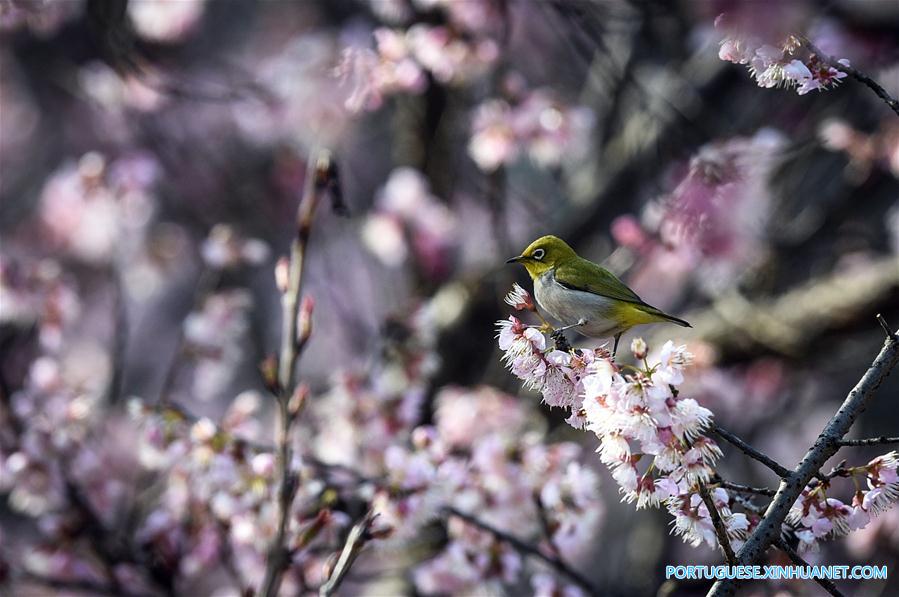 Flores de cerejeira em Nanjing no leste da China