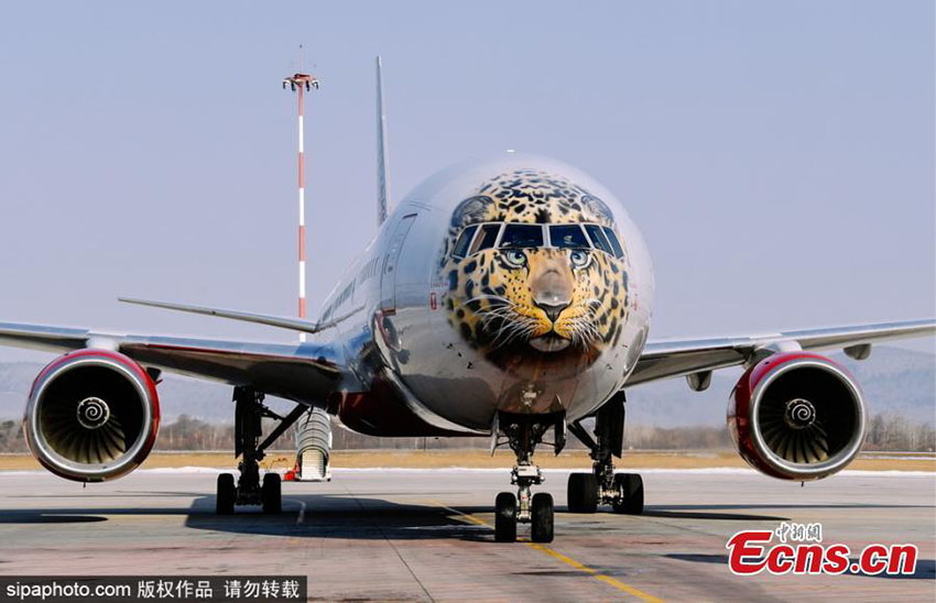 Voando para salvar leopardo mais raro do mundo